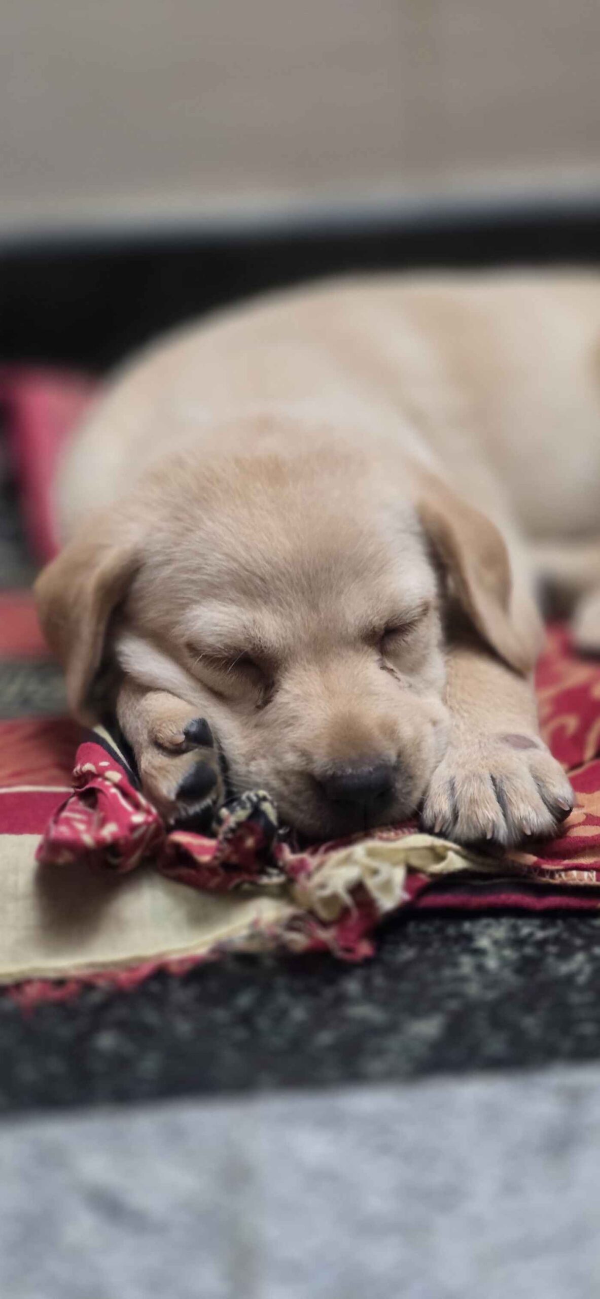 Puppy ADOPTION/RESCUE Request Bengaluru