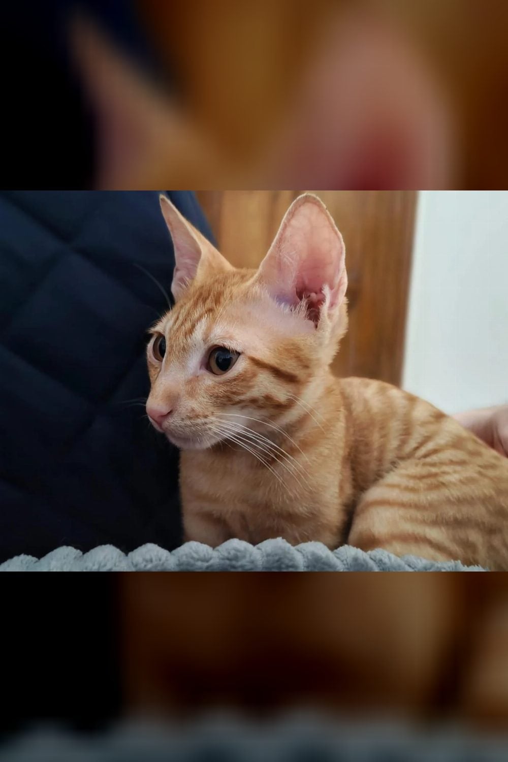 A ginger kitten photographed on a blanket needs a home in Delhi