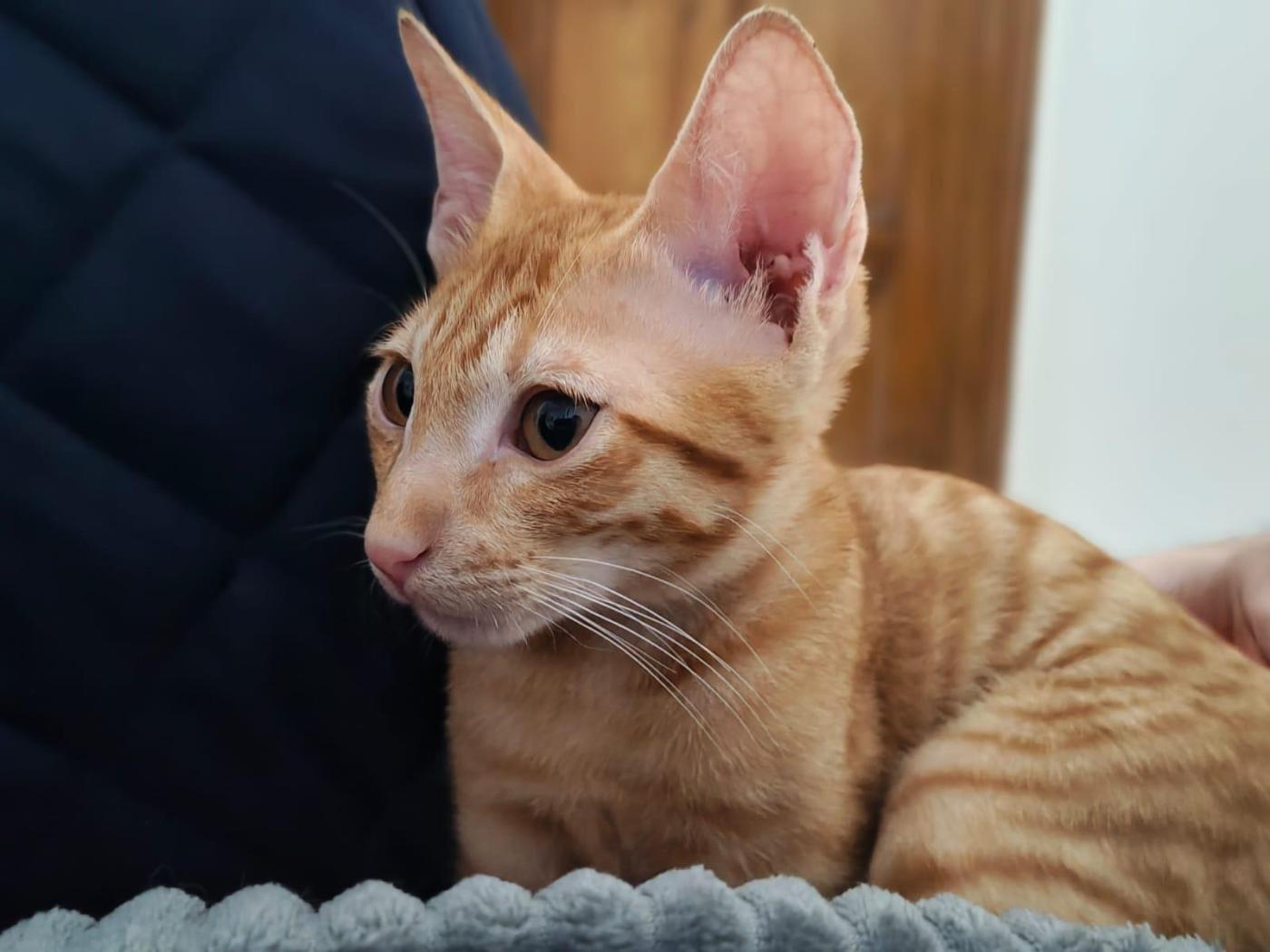 A ginger kitten photographed on a blanket needs a home in Delhi