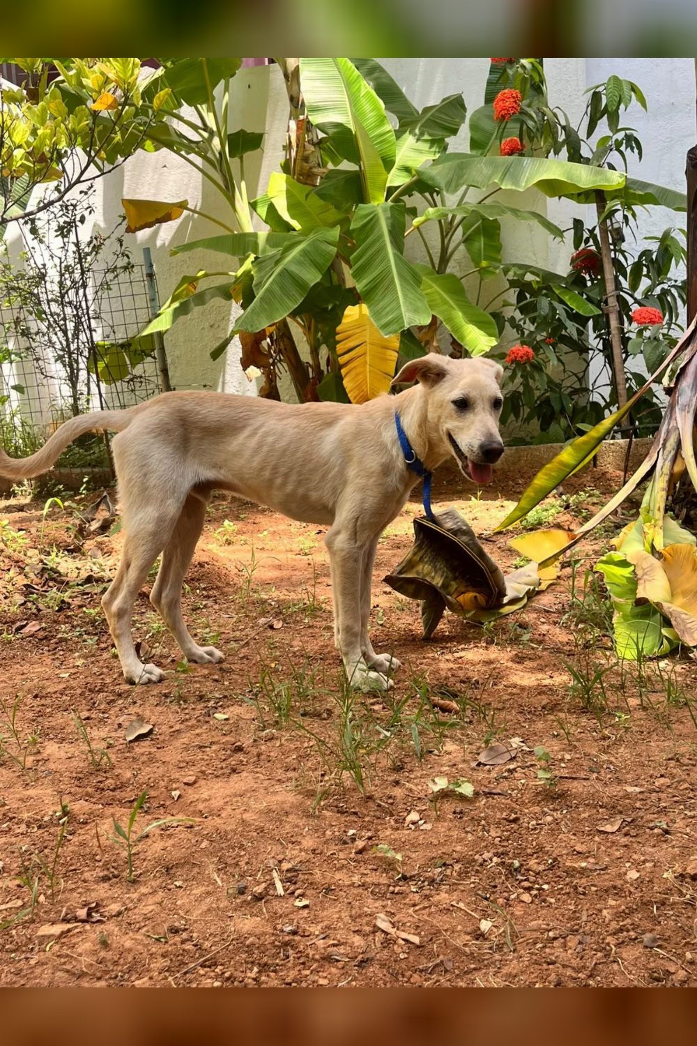 I got adopted! — Hyderabad