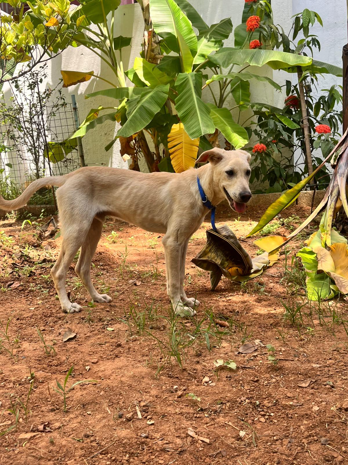 I got adopted! — Hyderabad