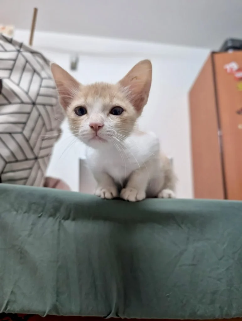 Tofu, a 2.5-month-old rescue kitten up for adoption in Pune