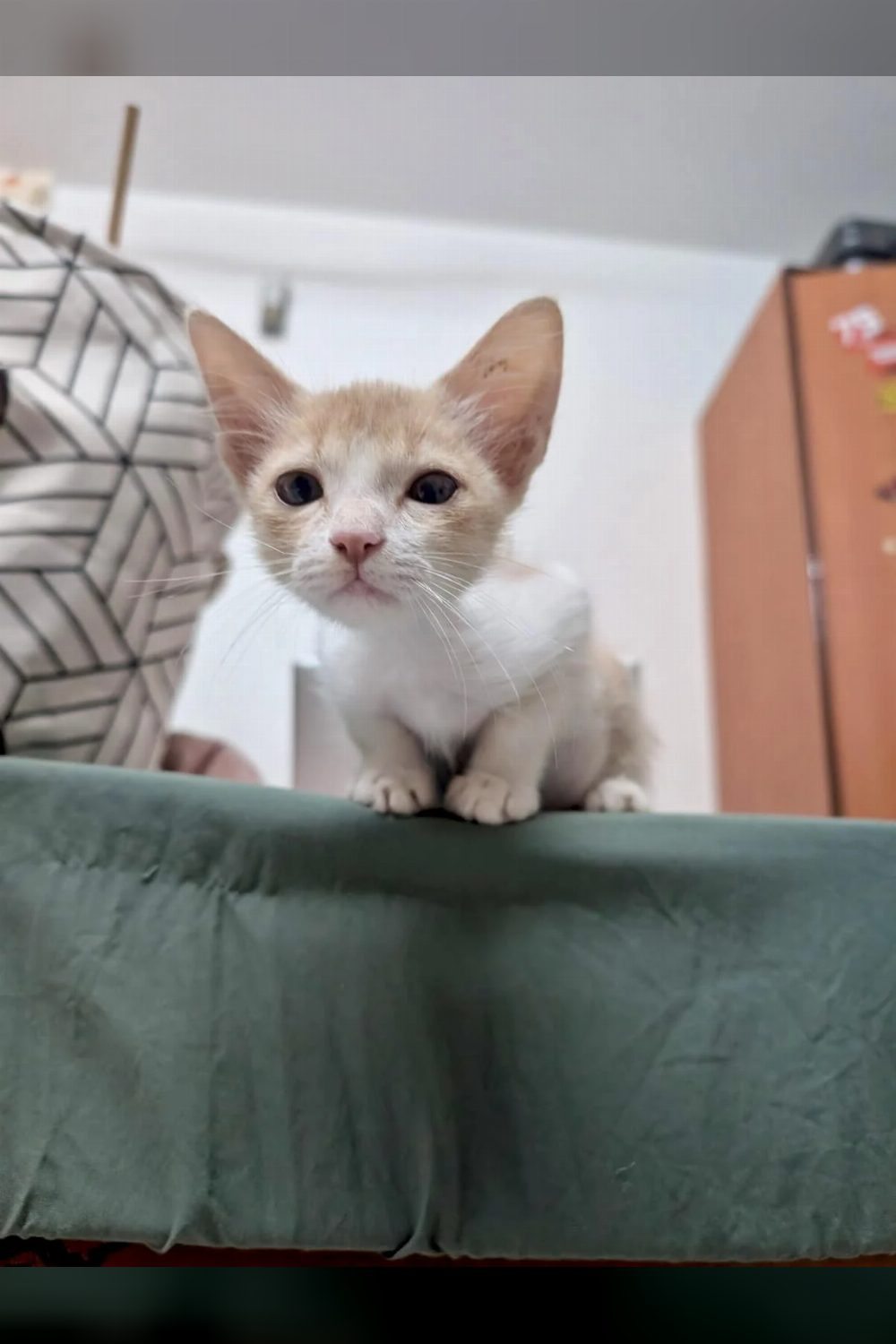 Adopt Tofu, a clingy 2.5-month-old rescue kitten — Pune