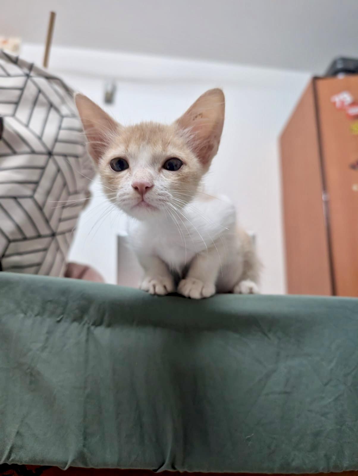 Adopt Tofu, a clingy 2.5-month-old rescue kitten — Pune