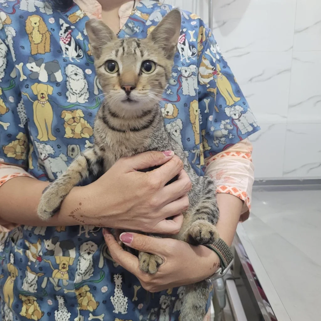 Bantya/Sharmeela - pet for adoption in Mumbai