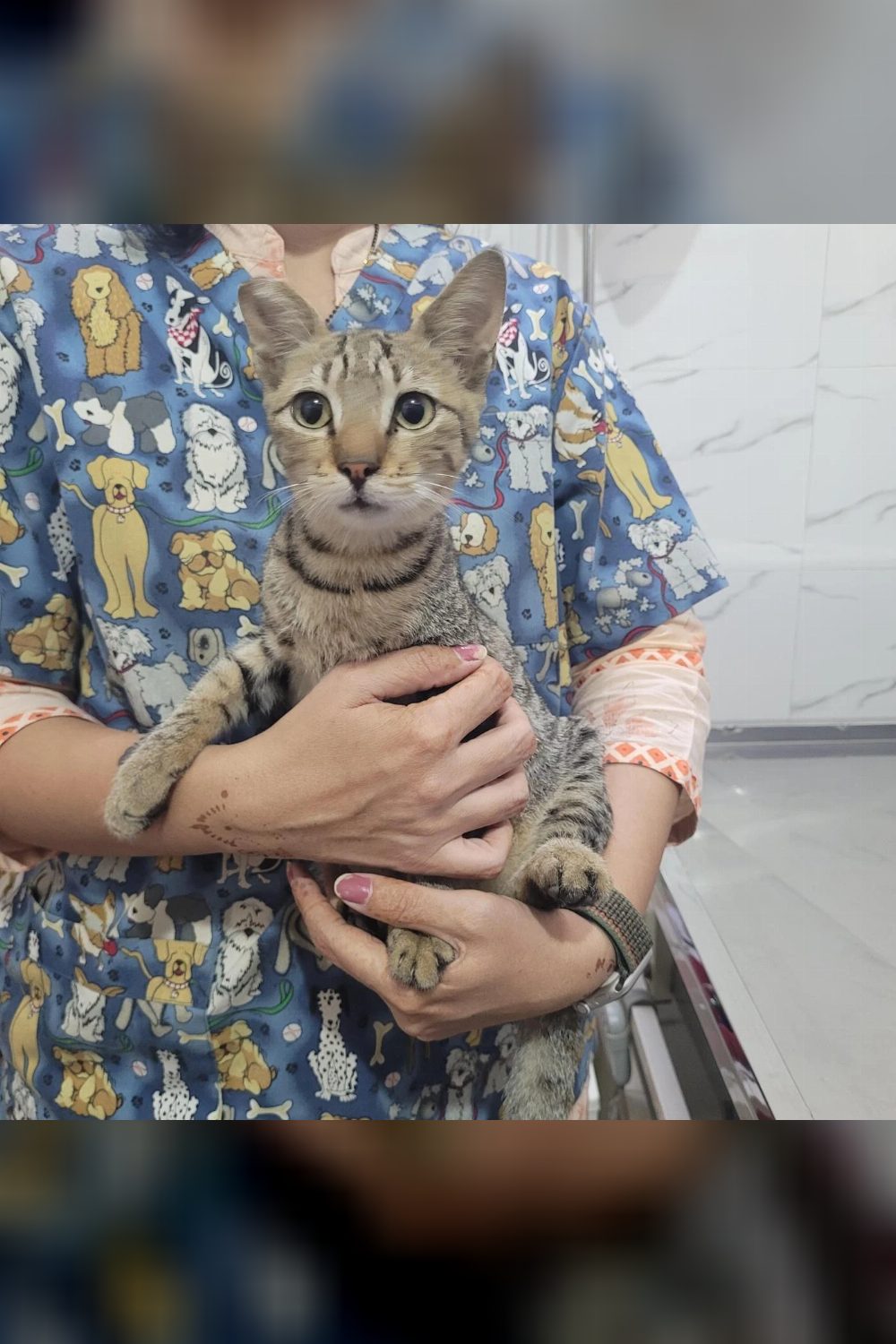 Bantya/Sharmeela, kitten for adoption — Mumbai