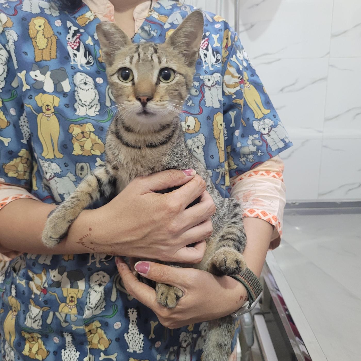 Bantya/Sharmeela, kitten for adoption — Mumbai
