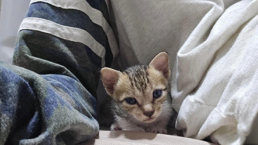 One of three kittens up for adoption in Kandivali, Mumbai