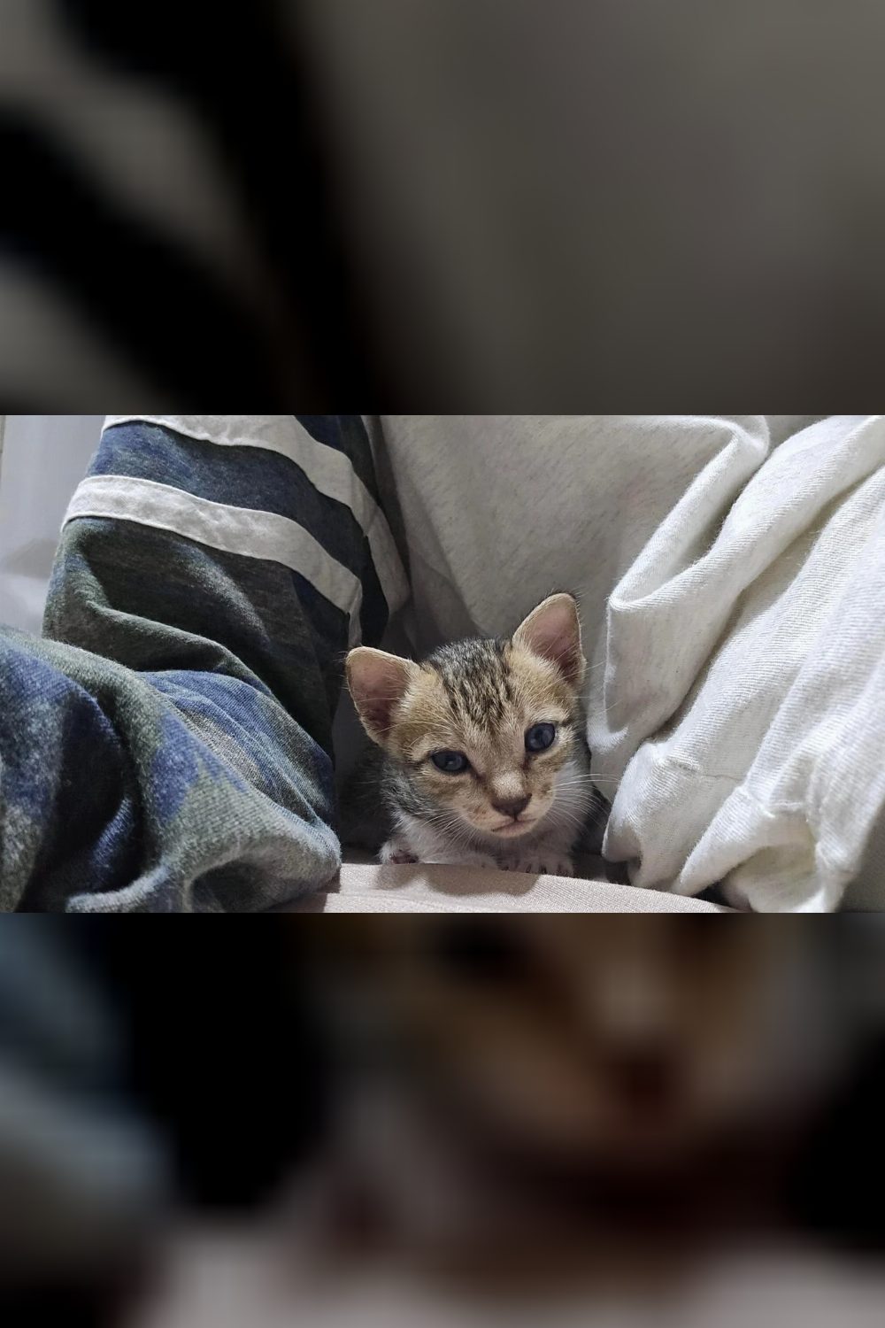 Three kittens for adoption in Kandivali — Mumbai