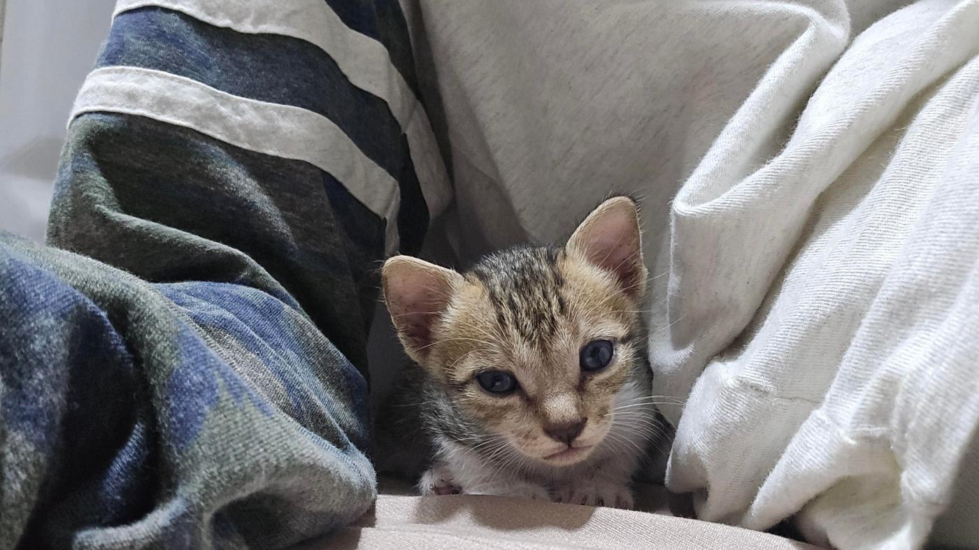 Three kittens for adoption in Kandivali — Mumbai