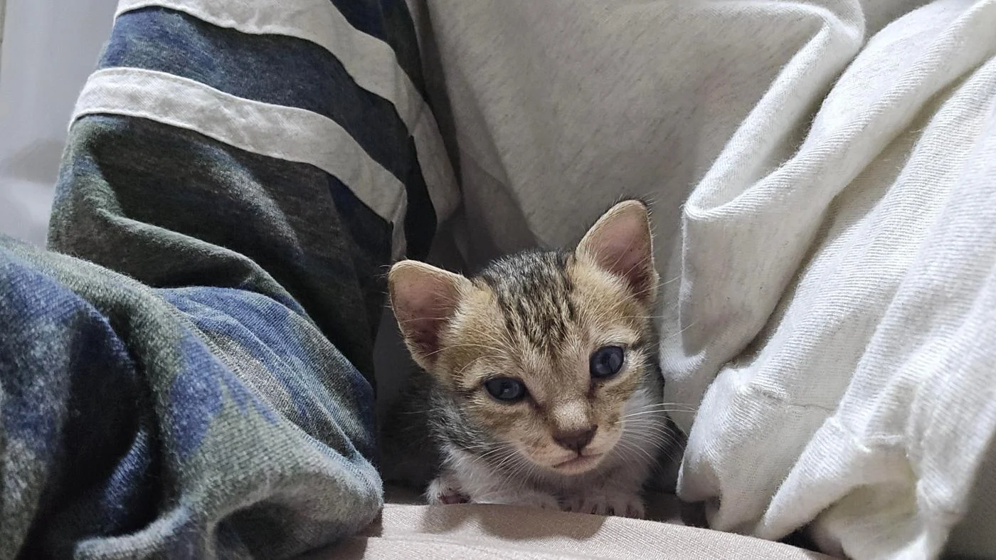 Three kittens for adoption in Kandivali in Mumbai