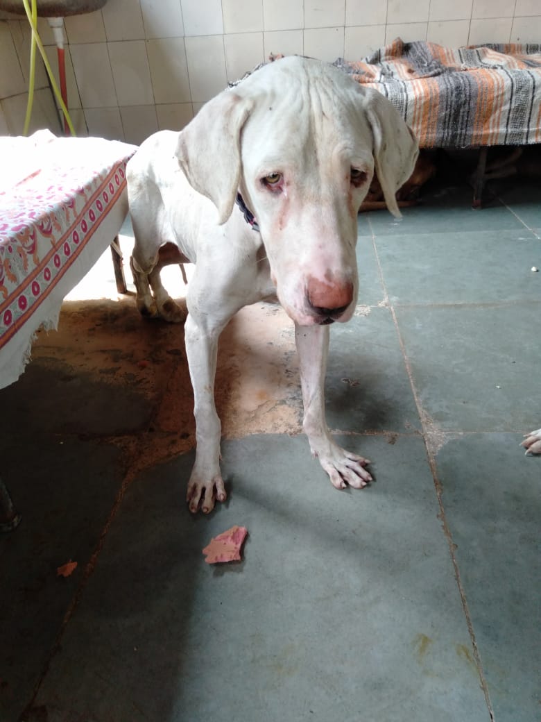 Lily, a rescued white Pakistani Bully Kutta (Indian Mastiff), standing at a Delhi animal shelter