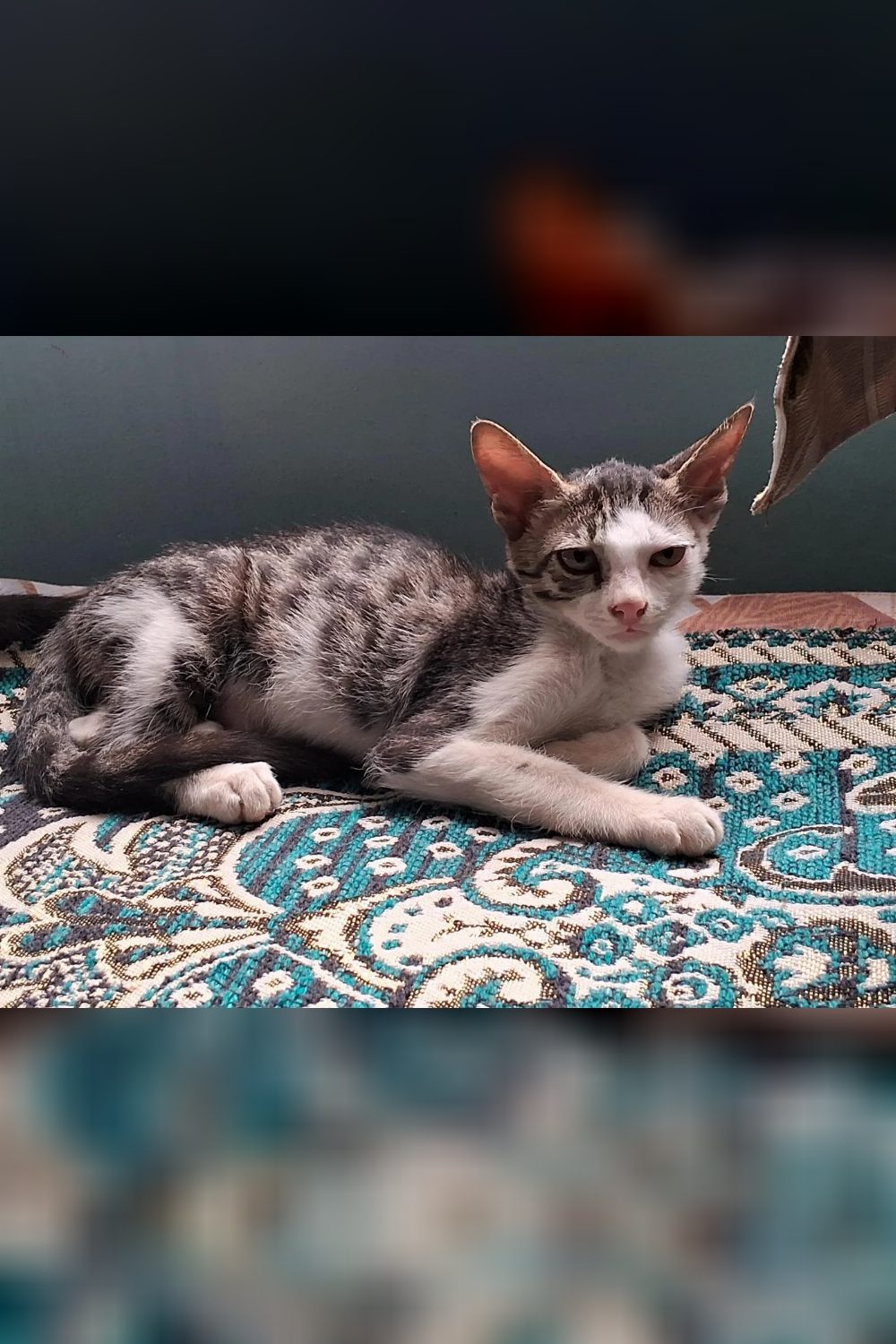 Female Kitten Needs a Home — Haldwani