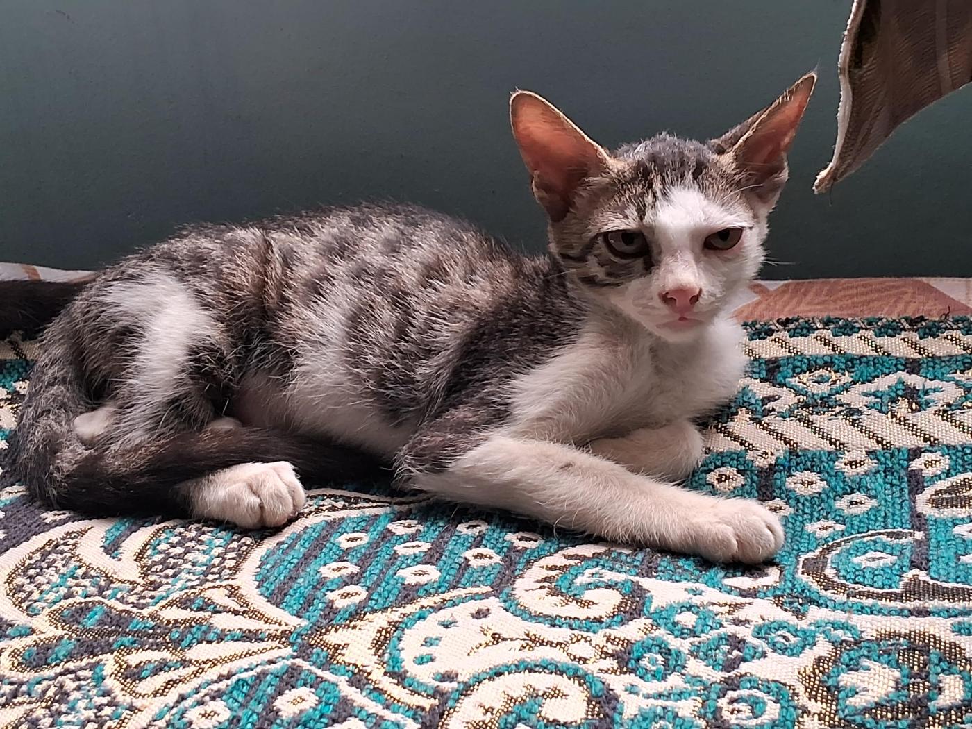 Female Kitten Needs a Home — Haldwani