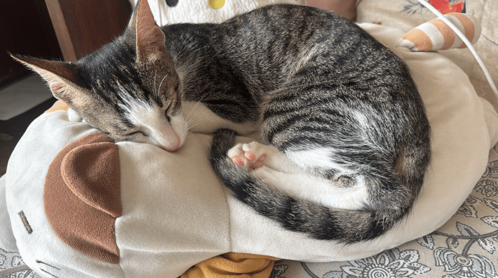 Looking for a foster or forever home for 5 month old Miki :) - pet for adoption in India