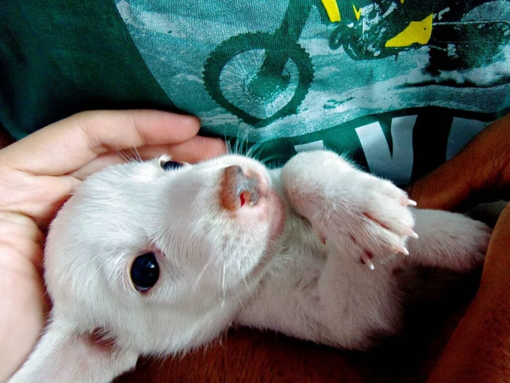 Looking for an Adopter for barely a month old Puppy near Noida/Delhi - puppy in Delhi NCR