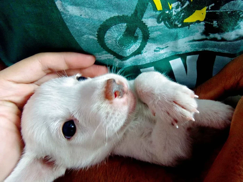 Looking for an Adopter for barely a month old Puppy near Noida/Delhi - puppy in Delhi NCR