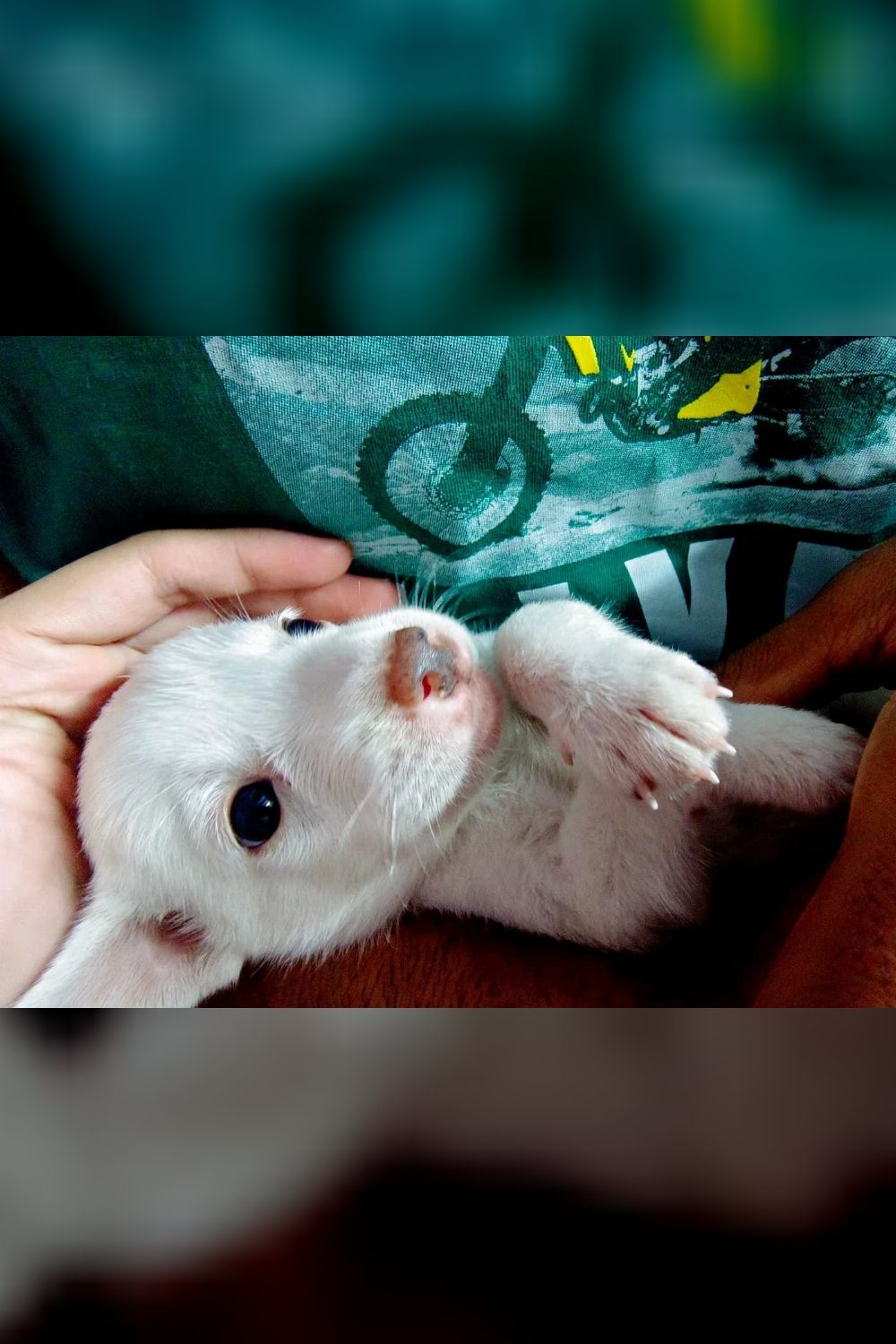Looking for an Adopter for barely a month old Puppy near Noida/Delhi