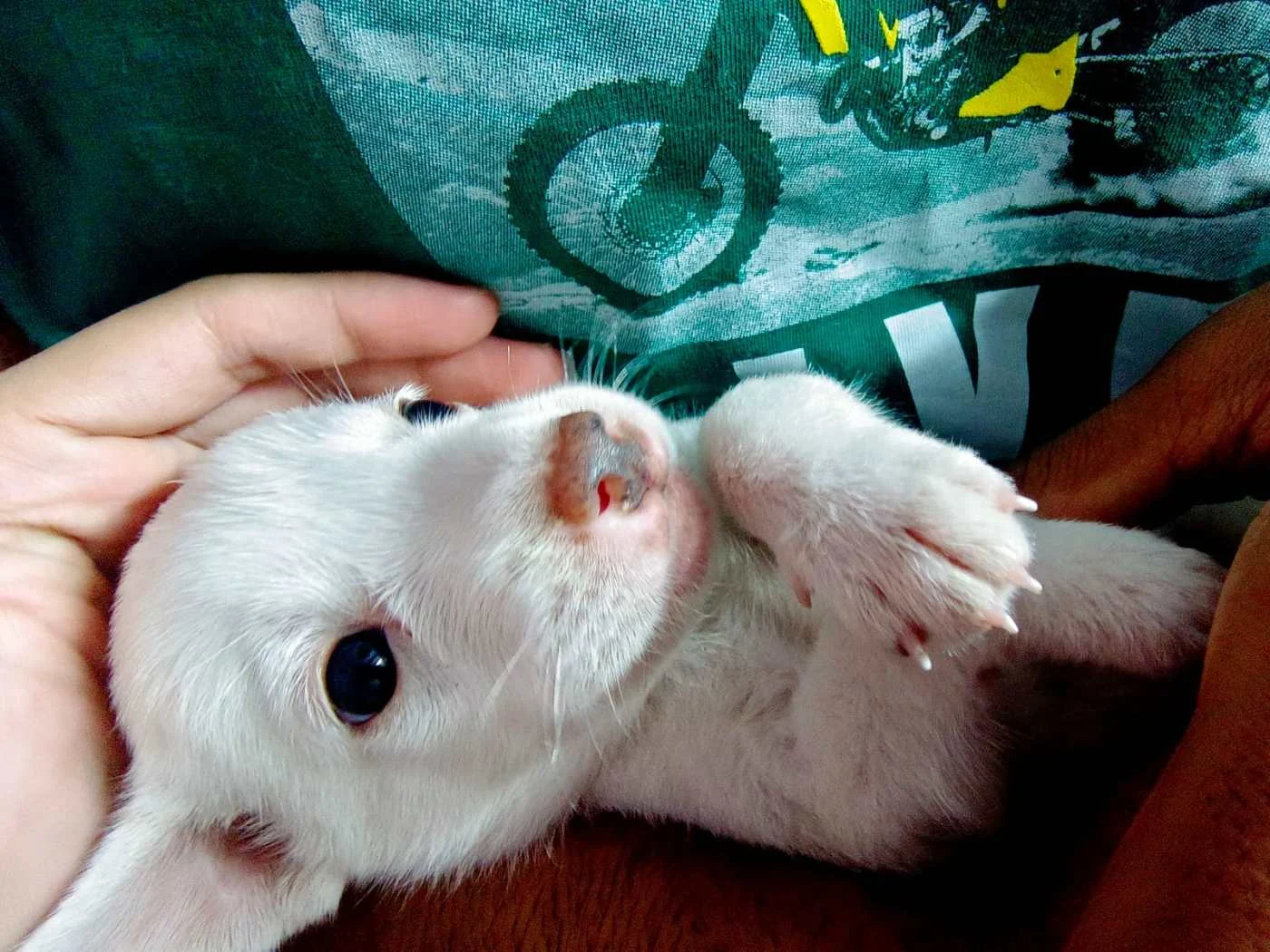 Looking for an Adopter for barely a month old Puppy near Noida/Delhi in Delhi NCR