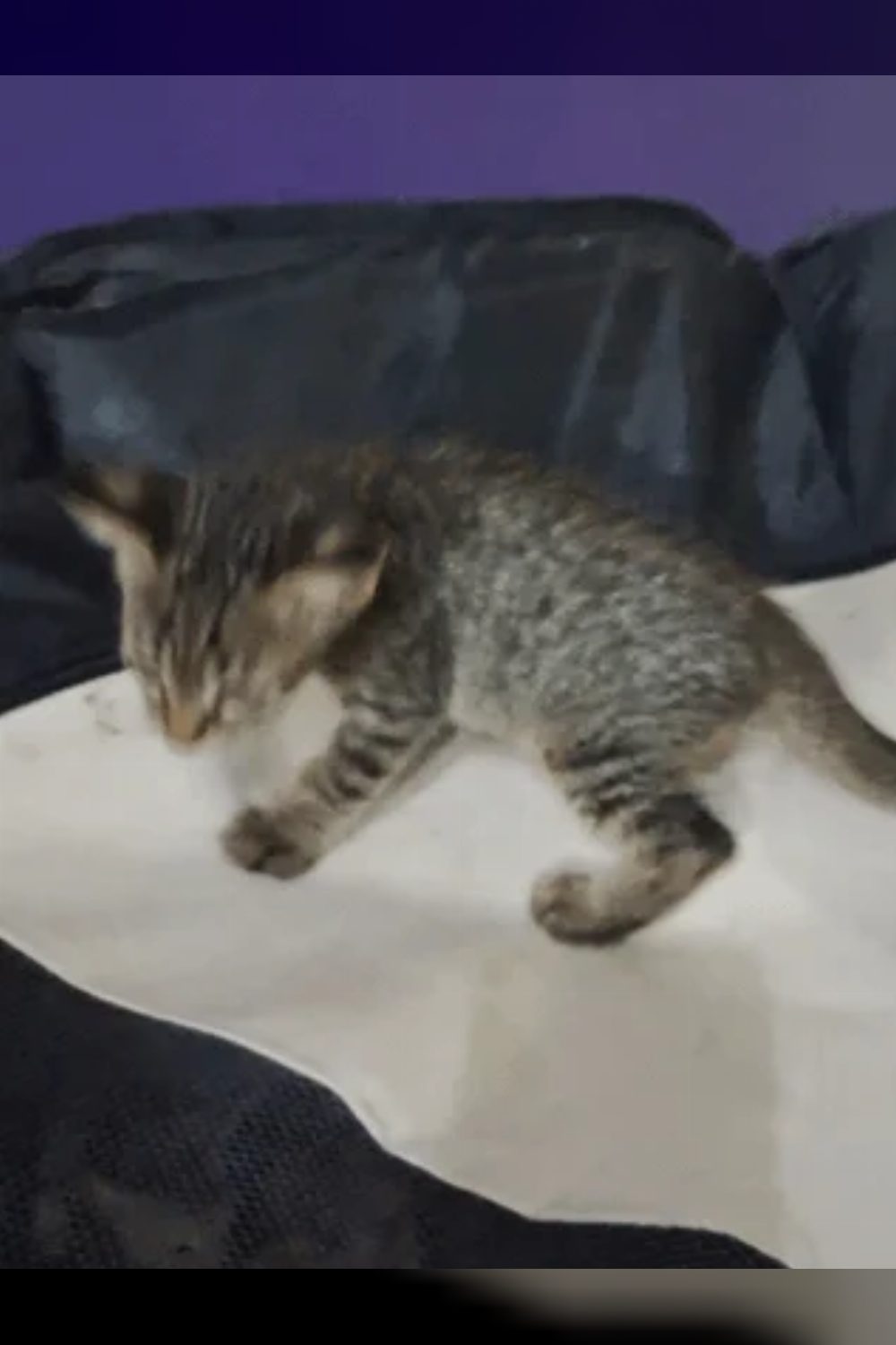 Litter-trained female kitten, around six weeks old, needs a home — Delhi NCR