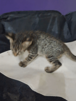Urgent Adoption Appeal - pet in Delhi NCR (listing 96722)