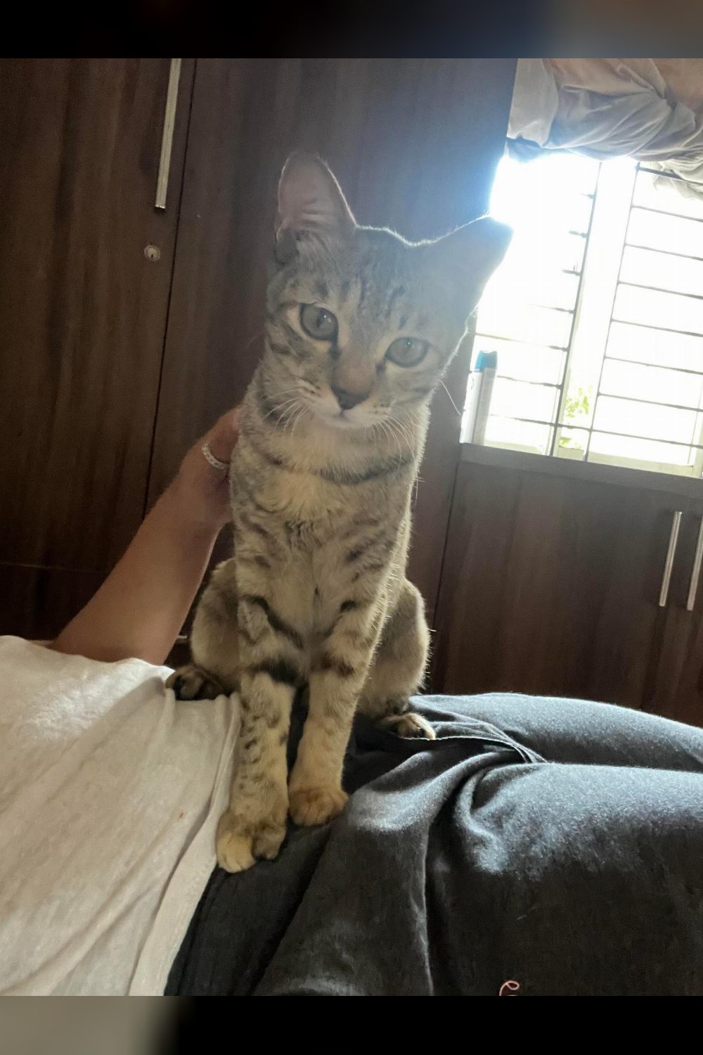 Bengaluru — 4 month old kitty in need of adoption