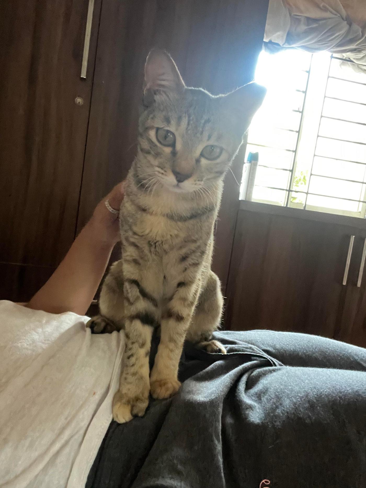 Bengaluru — 4 month old kitty in need of adoption