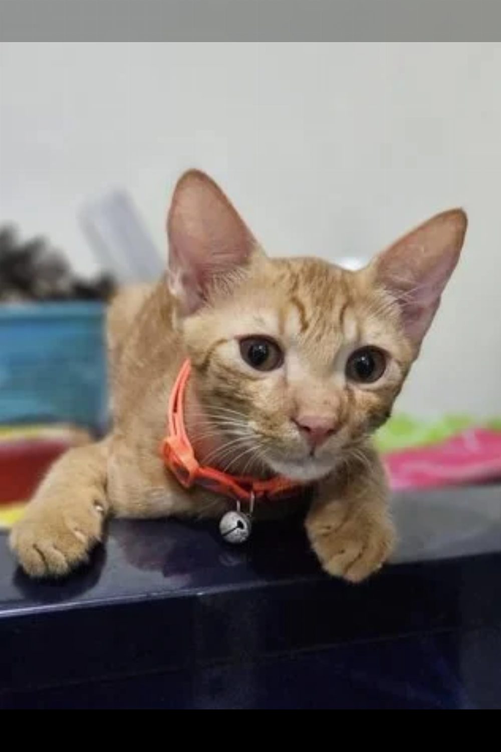 Adopt Mango and Melon, two orange kittens — Delhi NCR