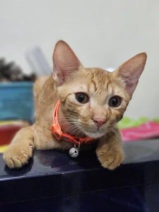 Mango and Melon, two orange kittens up for adoption in South Delhi