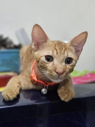 Mango and Melon, two orange kittens up for adoption in South Delhi