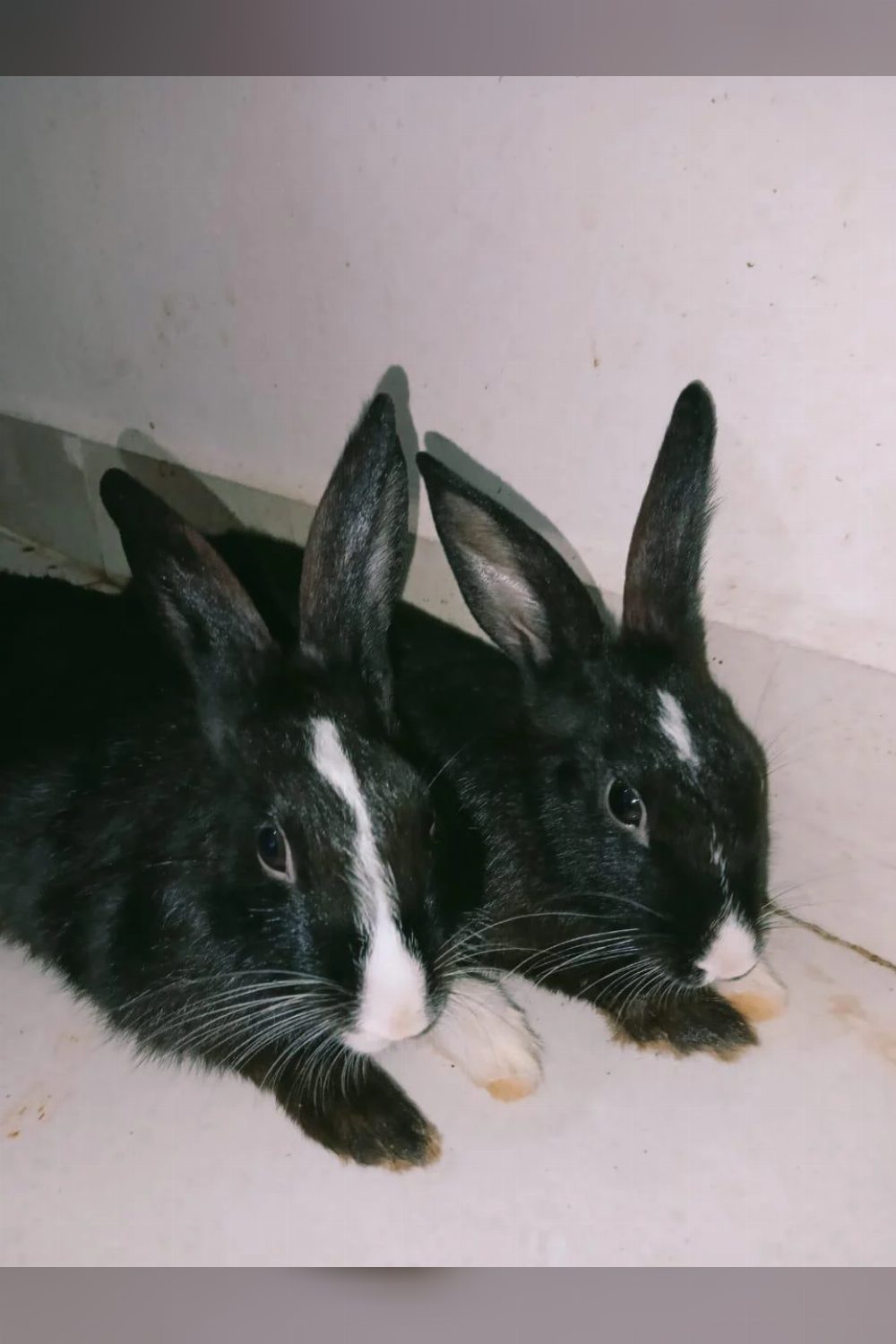 Rabbits for adoption — Bhopal