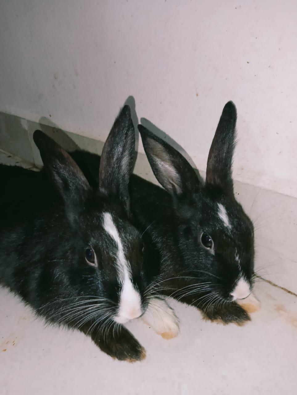Rabbits for adoption — Bhopal