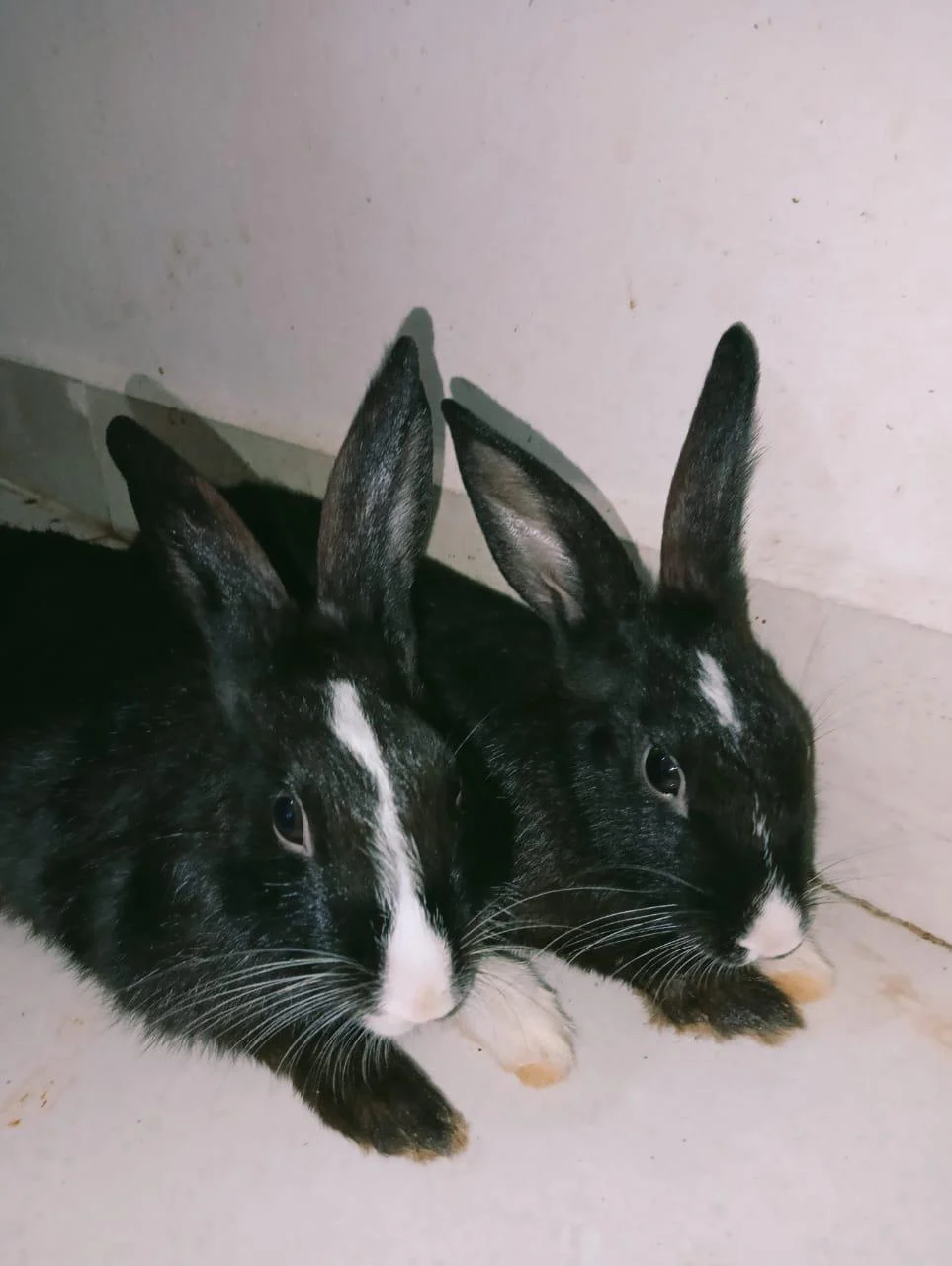 Rabbits for adoption in Bhopal