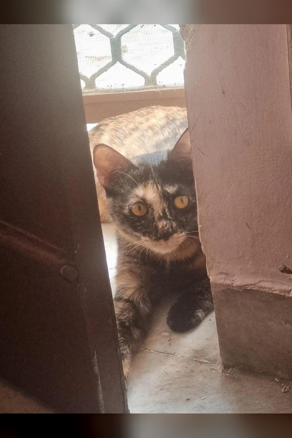 Rehoming my kitten — Delhi NCR