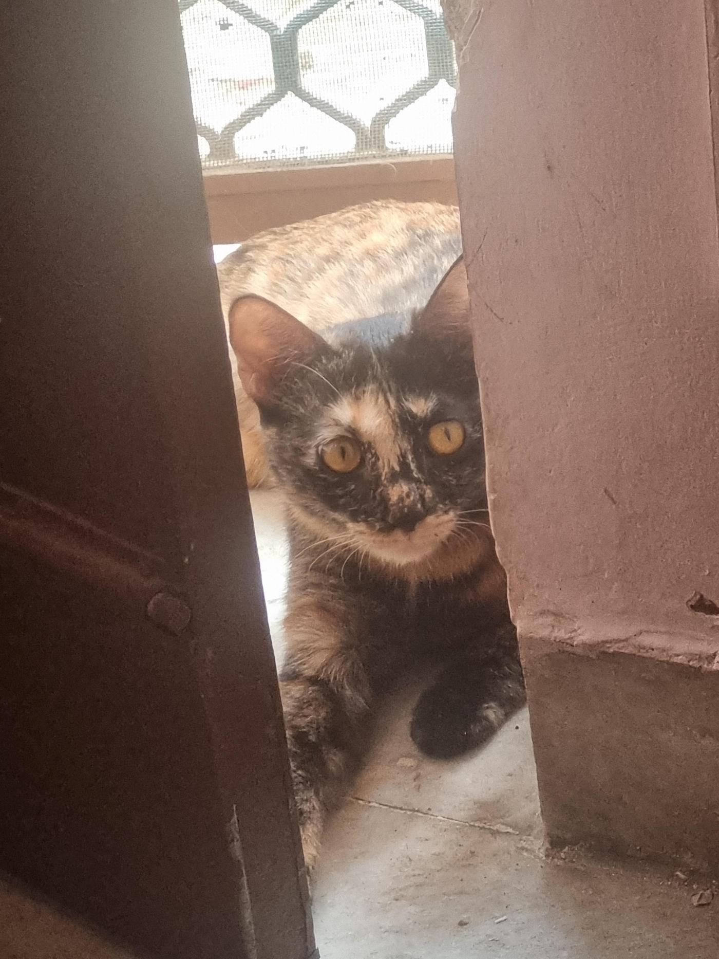 Rehoming my kitten — Delhi NCR