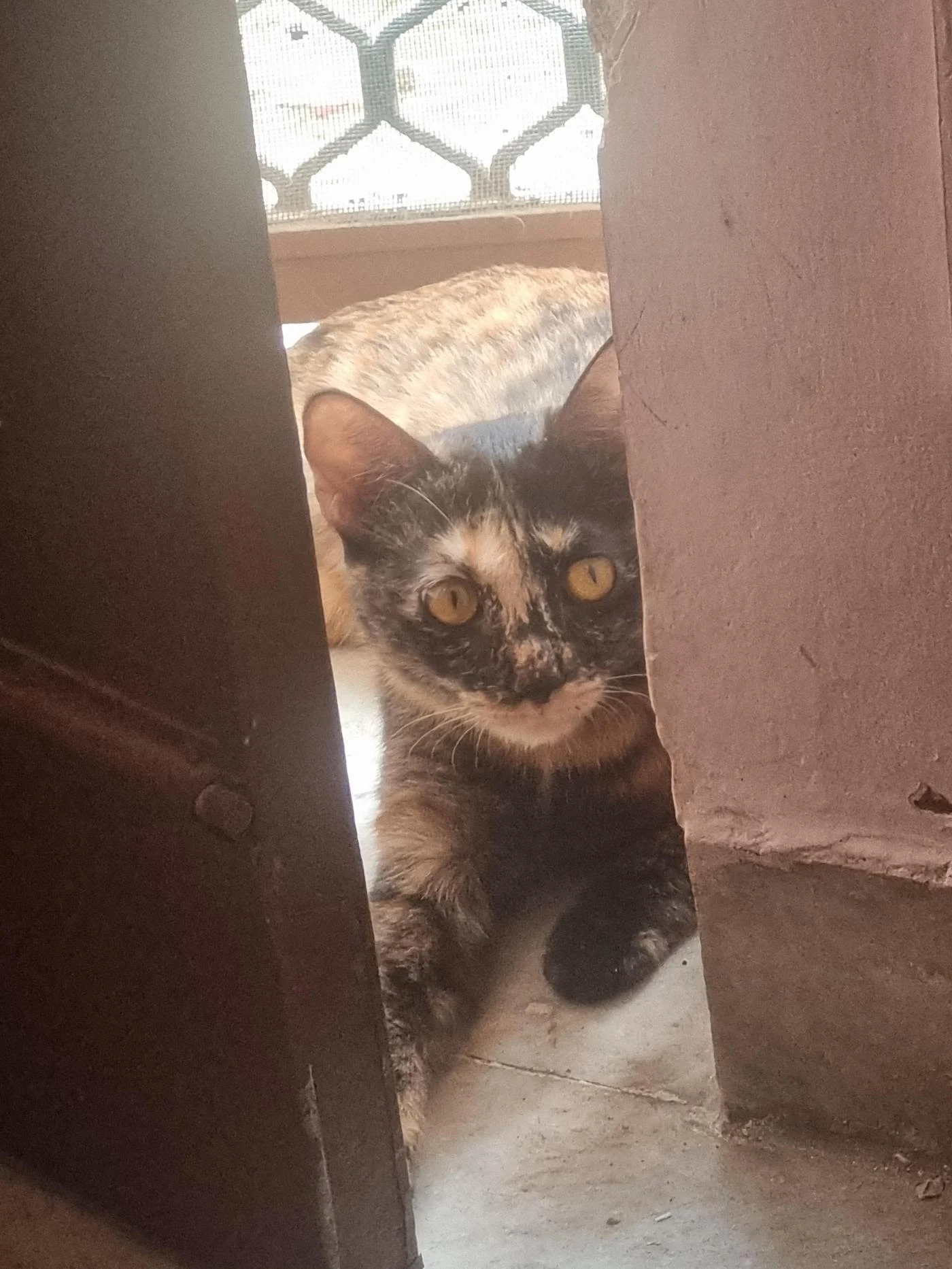 Rehoming my kitten in Delhi NCR