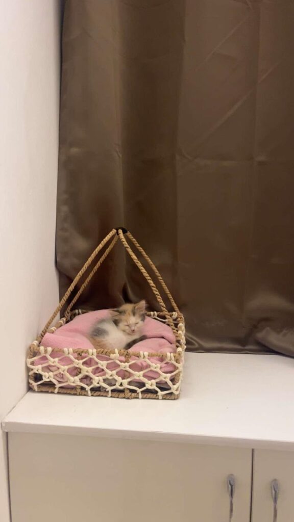 Female kitten up for adoption in Salunke Vihar, Pune