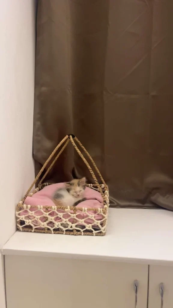 Female kitten up for adoption in Salunke Vihar, Pune