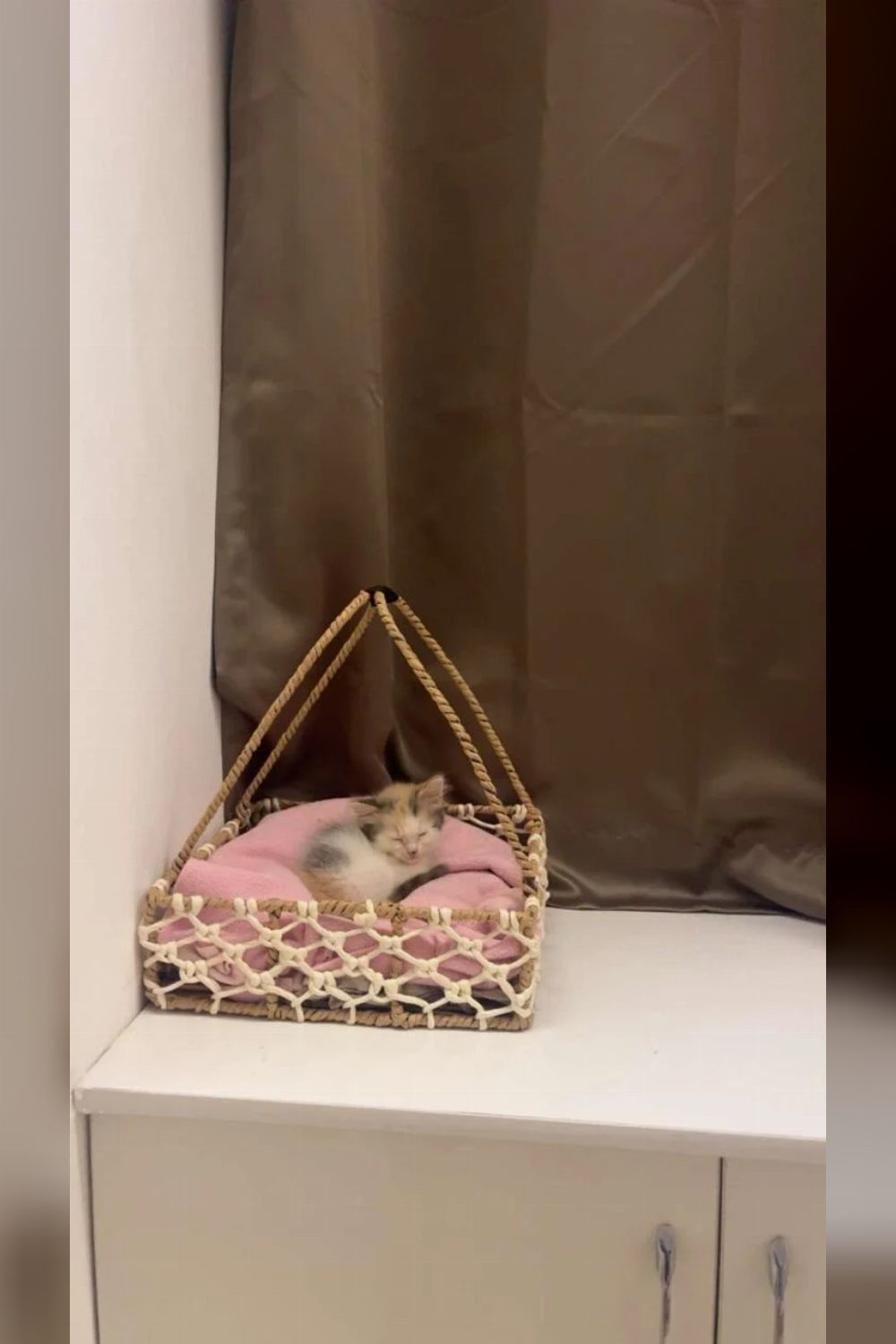 Female kitten needs a home in Salunke Vihar — Pune