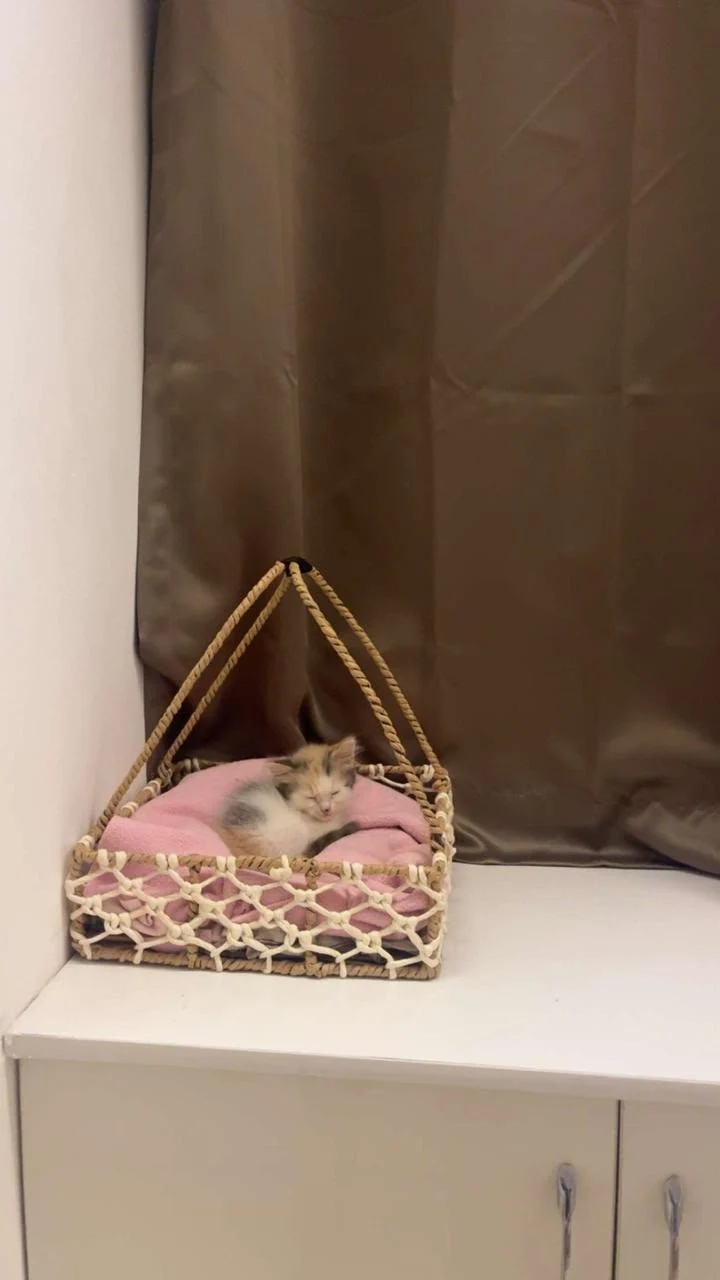 Female kitten needs a home in Salunke Vihar in Pune