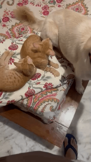 Nacho and Cheeto, two rescued puppies, for adoption in Delhi NCR