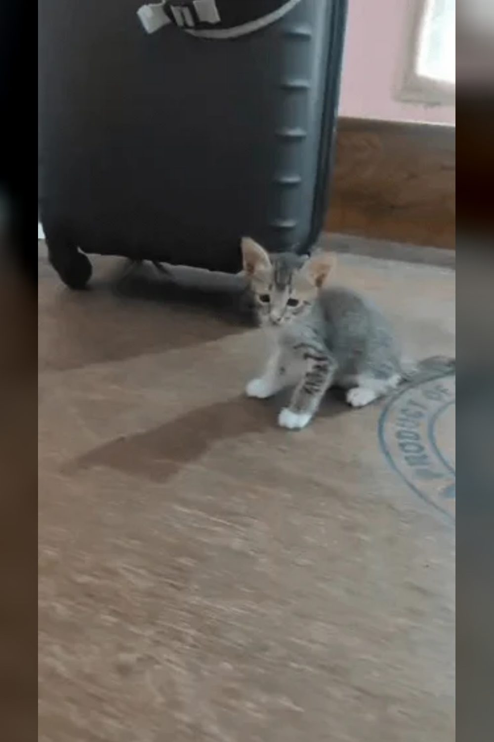 Adoption Appeal for Two Adorable Kittens (Bhubaneswar or Cuttack, Odisha)