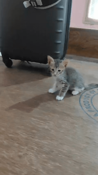 Adoption Appeal for Two Adorable Kittens (Bhubaneswar or Cuttack, Odisha) - kitten in India