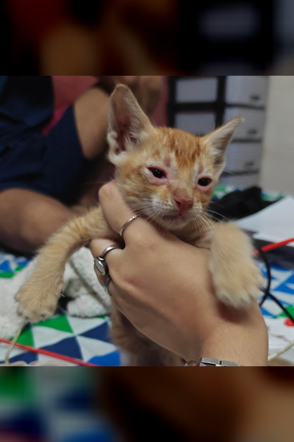 This little tootsie roll is up for adoption! — Mumbai