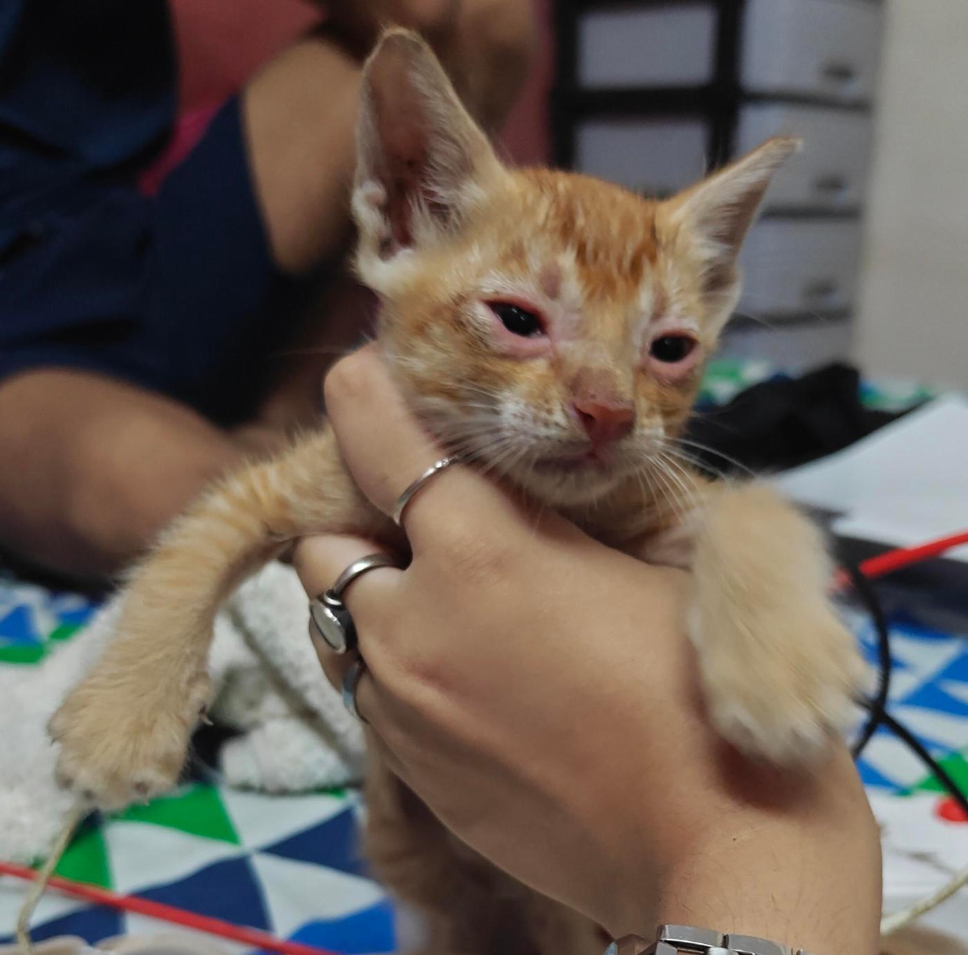 This little tootsie roll is up for adoption! — Mumbai