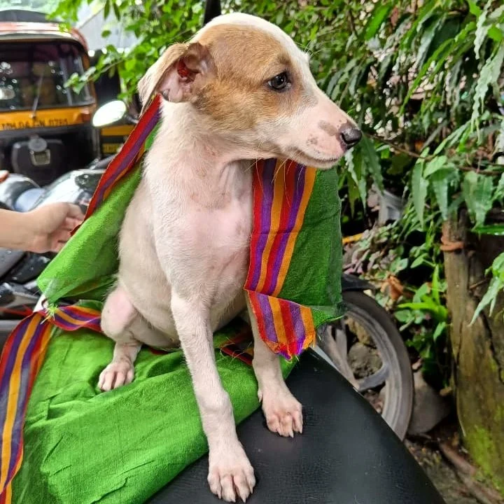 A rescued indie street puppy in Mumbai during the monsoon, wrapped in a towel beside a parked motorbike.