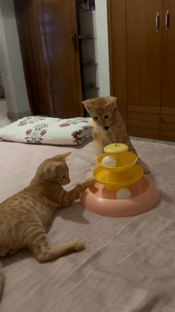 Two vaccinated male kittens up for adoption in Delhi NCR