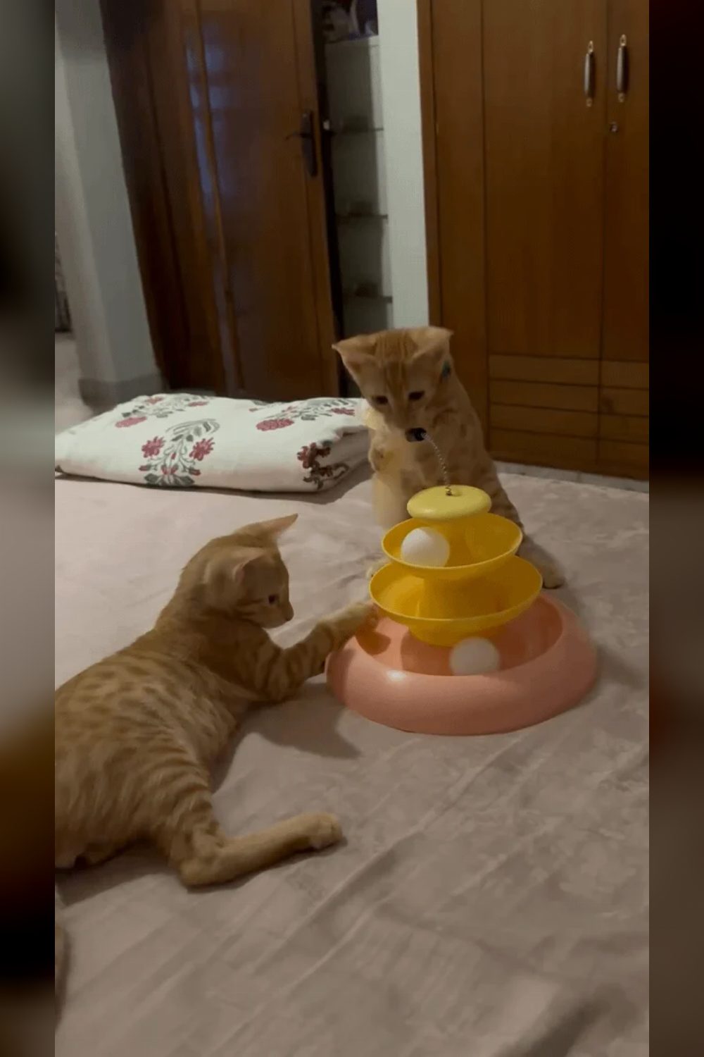 Two vaccinated male kittens for adoption — Delhi NCR