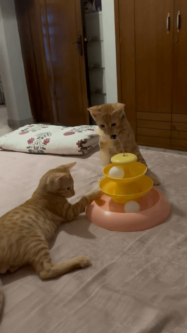 Two vaccinated male kittens for adoption — Delhi NCR