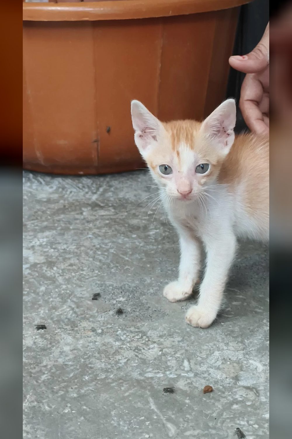 Kittens rescued 47 days ago are still waiting for a home — Mumbai